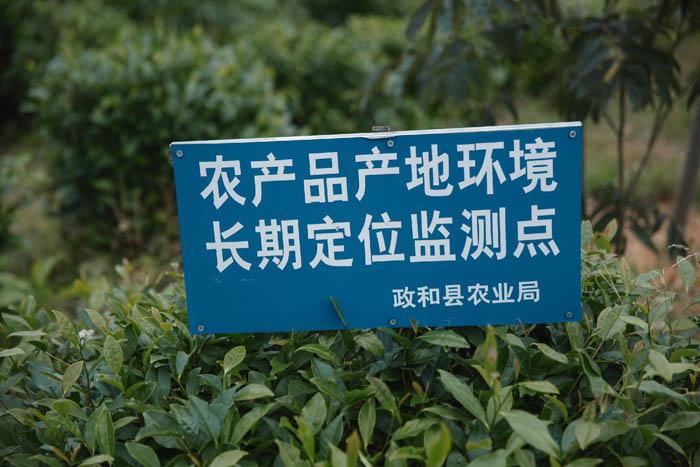 臻貴人?白毫銀針/K?風范