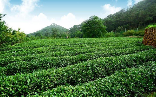 泰山女兒茶基地【圖01】